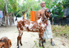 খাসি ছাগল বিক্রি হবে